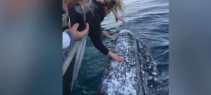 ტურისტებმა სელფისთვის სიცოცხლე რისკის ქვეშ დააყენეს (ვიდეო)